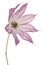 Clematis flower isolated