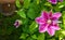 Clematis flower. Purple clematis in outdoor garden