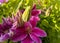 Clematis flower. Purple clematis in outdoor garden