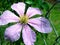 Clematis Flower & Rain