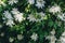 Clematis flowers closeup