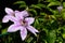 Clematis Flowers with green vine