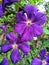 Clematis flowers with Gynoecium and androecium