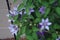 Clematis Flowers: Purple Passion