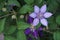 Clematis Flowers: Purple Passion and Green Goodness