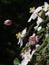 Clematis flowers seen side on in sunlight against a dark background