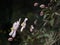 Clematis flowers seen side on in sunlight against a dark background