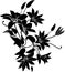 Clematis flowers vector