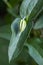 Clematis integrifolia flower