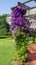 Clematis `Jackmanii` blooms on a column of a pavilion in Elizabeth Park