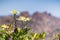 Clematis lasiantha (Pipestem Clematis) blooming in spring, blurred rocks and blue sky background, Pinnacles National Park,