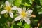 Clematis lasiantha Pipestem Clematis blooming in spring, Pinnacles National Park, California