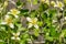 Clematis lasiantha Pipestem Clematis blooming in spring, Pinnacles National Park, California