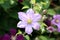 Clematis or Leather flower easy care perennial vine plant blooming light pink flower with leathery petals growing in home garden