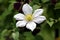 Clematis or Leather flower perennial vine plant blooming white flower with leathery petals surrounded with leaves in home garden