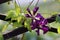 Clematis or Leather flower perennial vine plants open blooming dark purple flowers with leathery petals growing over wooden fence