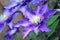 Clematis multi blue