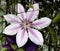 Clematis Nelly Moser White and Pink Blossom