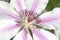 Clematis Nelly Moser White and Pink Blossom