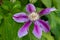 Clematis Piilu Early large-flowered clematis - Latin name - Clematis Piilu in garden