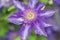 Clematis The President. Blooms clematis blue-purple flowers