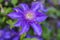 Clematis The President. Blooms clematis blue-purple flowers