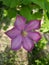 Clematis. Purple curly flower. Green flowering liana.