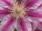 Clematis purple-pink