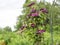 Clematis Â´Rouge cardinalÂ´ blooming