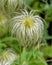 Clematis Tangutica Flower