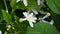 Clematis terniflora also known as Sweet autumn clematis, virginsbower