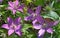 Clematis viticella Italian leather flower