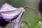 Clematis viticella, Italian leather flower, Purple clematis