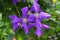 Clematis viticella (Polish Spirit) purple flower in the garden