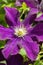 Clematis `Warszawska Nike`