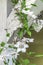 Clematis with white flowers clings to white wooden beams
