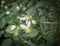 Clematus flowers and acacia thorns in the field