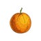 Clementine mandarin citrus fruit isolated sketch