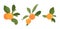 Clementine tangerine mandarin ripe orange citrus organic juicy fruit on branch green leaves. Vector design element.