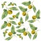 Clementines. Citrus on white background. Seamless watercolor pattern