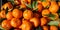 Clementines on the market table. Natural juicy fresh organic citrus fruit with green leaves