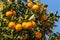 Clementines ripening on tree