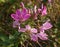 Cleome, close-up of the blossom of Spider flower.