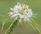 Cleome Hassleriana