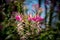 Cleome hasslerianaSpider flowers or pink queen facing sunlight
