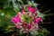 Cleome hasslerianaSpider flowers or pink queen facing sunlight