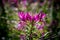 Cleome hasslerianaSpider flowers or pink queen facing sunlight