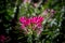 Cleome hasslerianaSpider flowers or pink queen facing sunlight