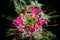 Cleome hasslerianaSpider flowers or pink queen facing sunlight