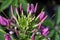 Cleome rosea known as spider flower, spider plant, spider weed, or bee plant